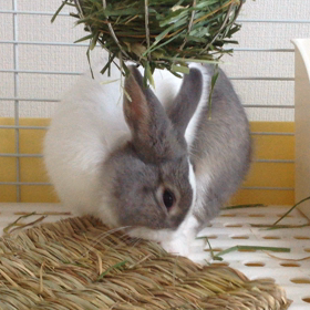 チモシー座布団の画像