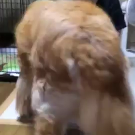 がっちゃ～んの画像