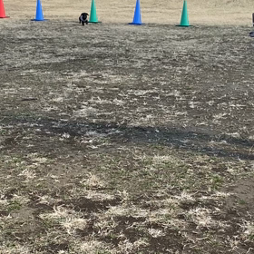 ドッグランの画像