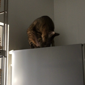 朝の光景…はぁ、よく鳴くわぁ（笑）の画像