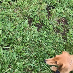 ♪お散歩動画♪代々木公園♪①の画像