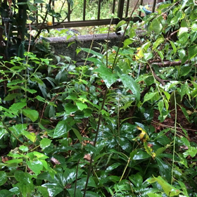 久しぶりの雨の音の画像