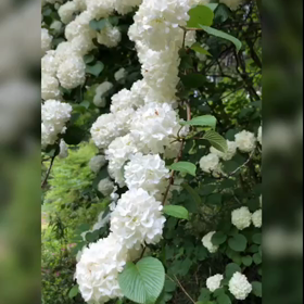 タケノコとウグイスの画像