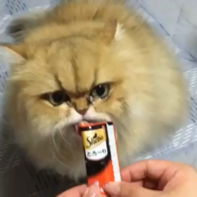 姫ちゃん(=^ェ^=)オヤツの画像