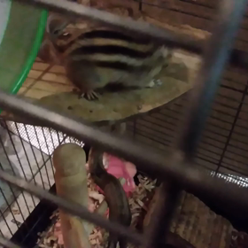 恋の季節の画像