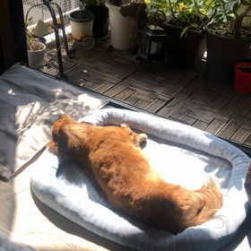 ウーちゃん日向ぼっこの画像