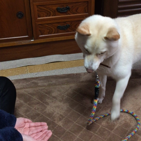 ちょーだい(^^)が、できませんの画像