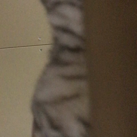 下から子猫ちゃんの画像