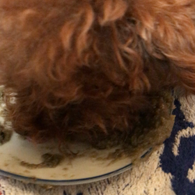 休みました。、がの画像