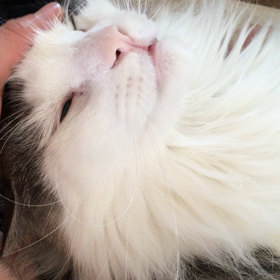 気持ちい〜お顔♪の画像