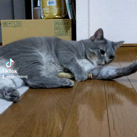 マタタビ大好きおまるの画像