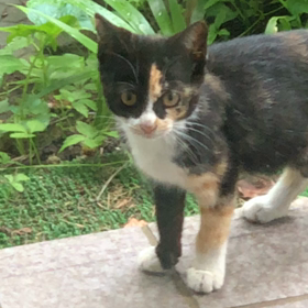 三毛猫、ミックの画像