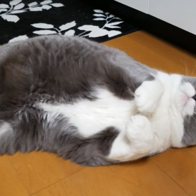 お久しぶりですの画像