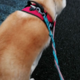 今朝は飼い主少し気合いを入れてお散歩。前半、休憩ポイント以外ゴロ寝禁止作戦、波状攻撃で伏せたりゴの画像