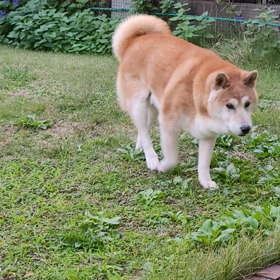 ジロー、おいで。の画像