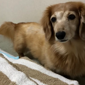 ペットの癌の考え方は人それぞれ。の画像