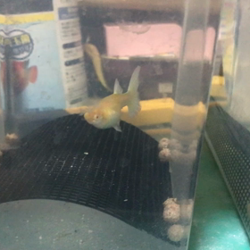 グッピー  メス　隔離の画像