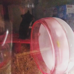 くまさん。の画像