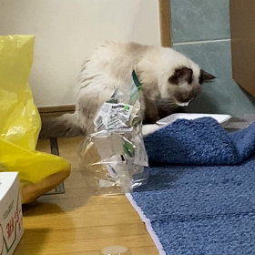 また名前がないの画像