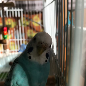 つぐみはきっと…こう言うだろう…の画像