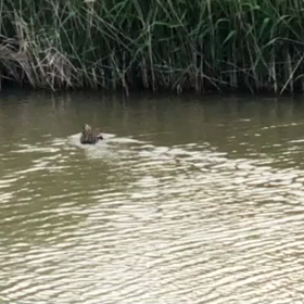 カモの親子の動画(みんな元気でね～)5の画像