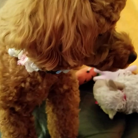 今朝のKatyの画像