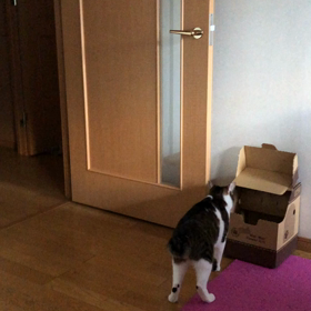 3日続けてジムで運動できない…の画像