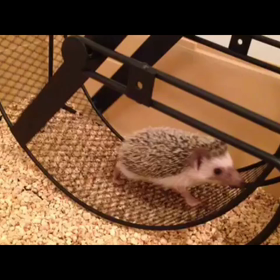 幼き日のパティちゃん、回し車で走るの画像