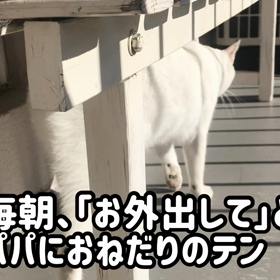 今日のテンの画像