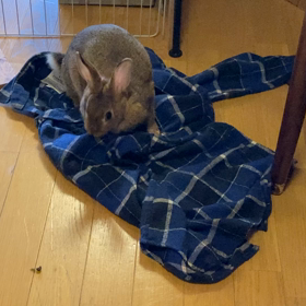 フニちゃんは今忙しいの画像