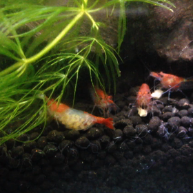 ルリーシュリンプ 卵の画像