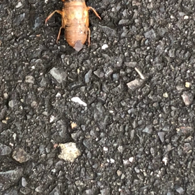 話してる中身が理解できないという⁉️の画像