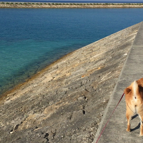 贅沢なお散歩♬の画像