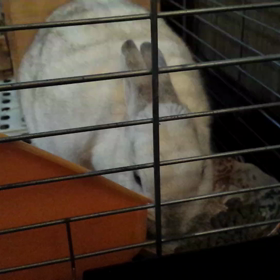 うっちゃん、ラビットフードを食べている動画 12月24日の画像