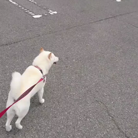 お泊り♡くーちゃんの画像