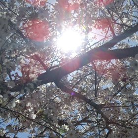 ”アクトゥリアンの光に固定する方法∞9次元アクトゥリアン評議会  ダニエル٠スクラントンさん経由の画像