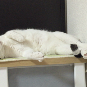 好き好き大好きにゃんこマットの画像