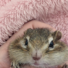 シマリスぷぅちゃんのおしゃべり♪の画像