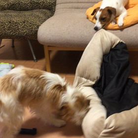 ココのん、のんのベット取り合いの画像