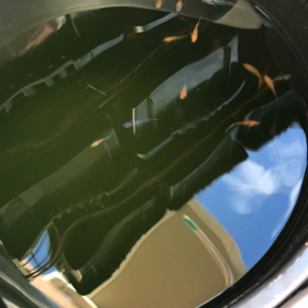 今朝のメダカたちの画像