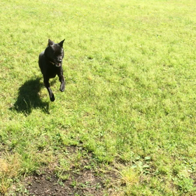 ジャンプ！の画像