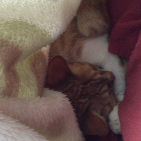 要精密検査が、２通も⁉️の画像