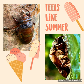 무더위 ☀️の画像