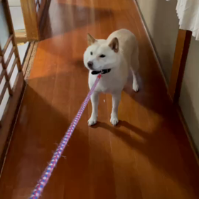 凄い雨ですの画像