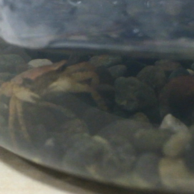 1番下に動画1分付き⭐️かに子ちゃん  正しくはかに男くんの画像