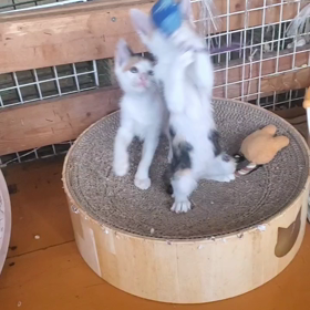 仔猫たちの近況の画像