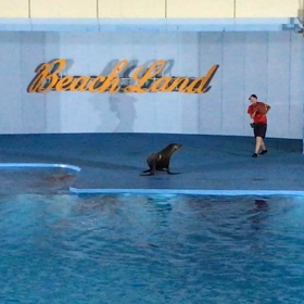 南知多ビーチランドプレミアムナイトショー「アシカショー」の画像