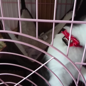 11月18日(日)は、里親会開催ですの画像