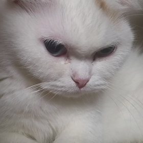 しっぽで遊ぼの画像