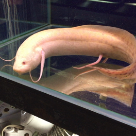 アルビノ・プロトプテルス・エチオピクス　夕食の画像